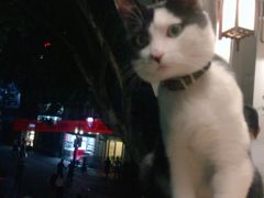 -猫的天空之城概念书店(杭州南宋御街店)