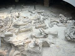 -自贡恐龙博物馆