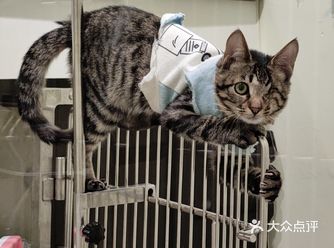 猫咪的部分魅力来自于它的骄傲和悠然的神态，但这种漫不