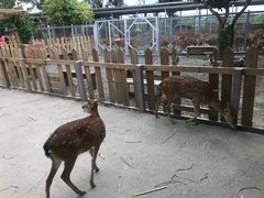 -鹿境梅花鹿生态园区