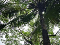 -广东茂名森林公园