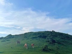 -大姆山草场