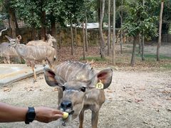 -清迈夜间动物园