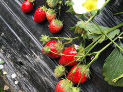 -恒绿农产品草莓采摘园