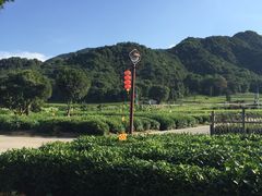 -龙坞茶村