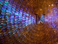 _MG_0053-上海昆虫博物馆