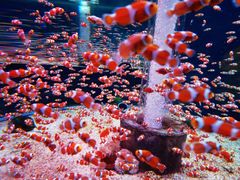 -海合安成都极地海洋公园