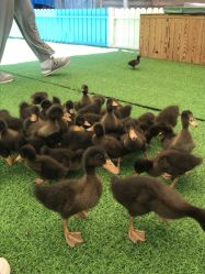 -萌宠亲子动物乐园(槐房万达店)