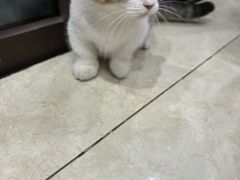-小猫来了·猫舍(红山六九七九店)