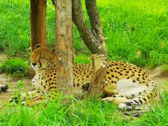 -北京野生动物园