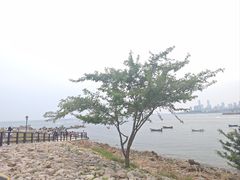 -小麦岛公园