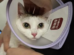 -凯特喵百思猫专科医院