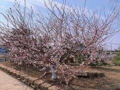 -永定河休闲森林公园