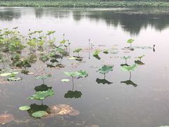 -溱湖国家湿地公园