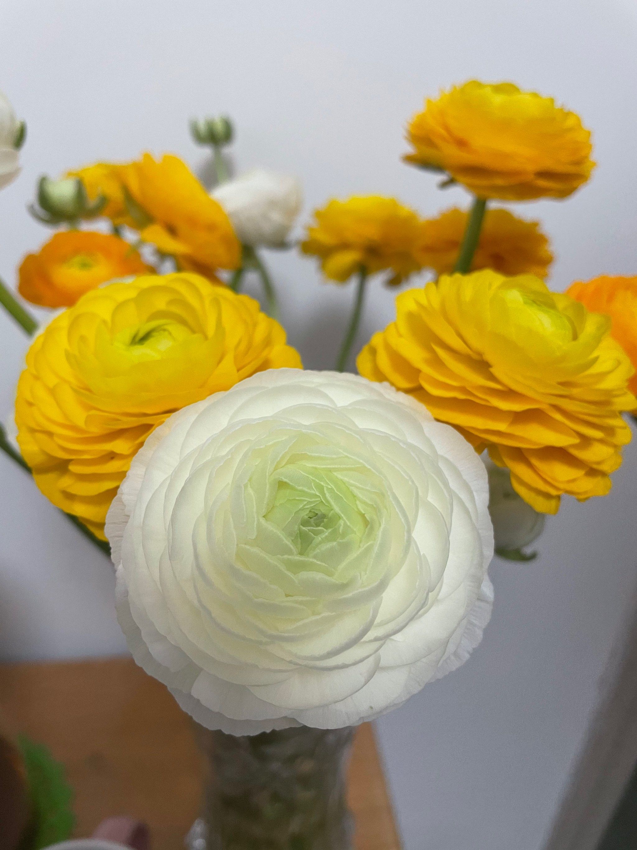 花城养花系列——洋牡丹