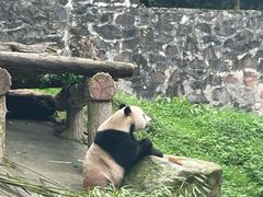 -都江堰中华大熊猫苑