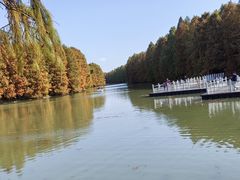 -上海海湾国家森林公园