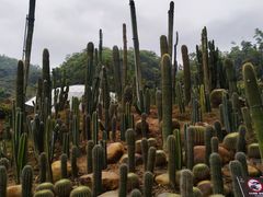 -深圳仙湖植物园