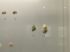 -青岛贝壳博物馆