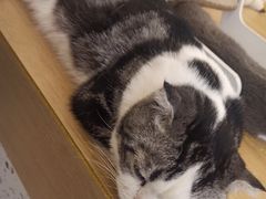 -猫域·湾主题猫咖·宠物吧(南坪城市广场店)