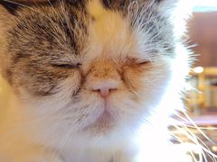 -喵园·猫主题咖啡厅·撸猫·猫咖(国贸店)