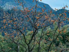 -秦岭终南山世界地质公园翠华山景区