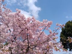 -顾村公园
