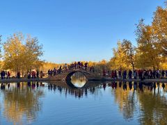 -金塔沙漠胡杨林景区