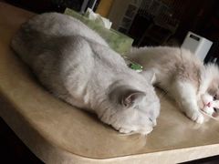 -糯米喵星人总部直营旗舰店·猫舍·幼猫出售