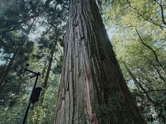 -天目山大树王景区