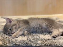 -momokira米努特·德文卷毛猫·棉花面纱犬
