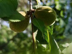 -北京鹫峰国家森林公园