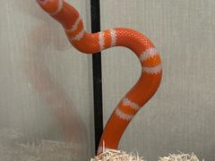 -酷以爬仙阁实体爬宠店·守宫·蜥蜴·专业繁育