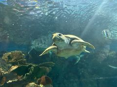 -上海海洋水族馆