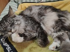 -MOCHA明星猫咖(田子坊店)