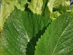 -小米烤肉·和牛原切-创意韩料(东关店)