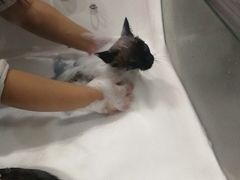-瑞派名望24h动物医院异宠专科·猫专科·骨科·重症监护分院