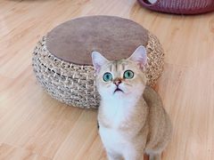 -momokira米努特·德文卷毛猫·棉花面纱犬