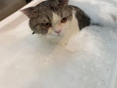 -PETKIT小佩宠物·低压洗护(国顺东路店)