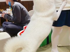 -逗柴咖啡屋·狗咖猫咖宠物桌游