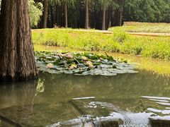 -捞渔河湿地公园