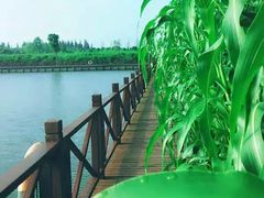 明珠湖1-明珠湖天鹅苑·农家菜馆