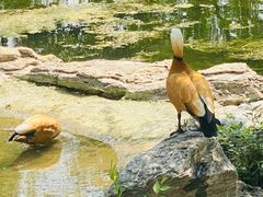 -莲花池公园
