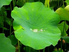 -四川大学(华西校区)