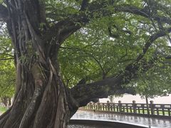 -江心屿景区