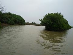 -大湾区中央湿地公园