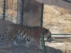 -新疆天山野生动物园