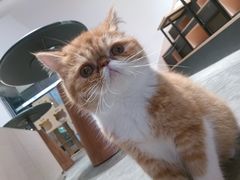 -瞄一喵猫咖(格力海岸店)