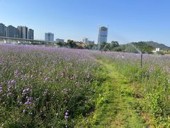 -光明小镇欢乐田园