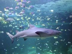 -悉尼海洋生物水族馆